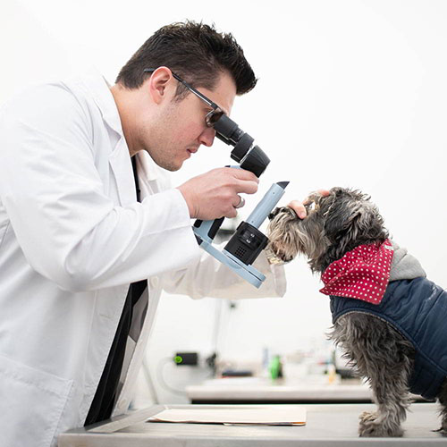 Oftalmología veterinaria