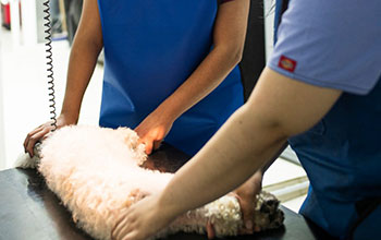 neurologo veterinario en monterrey