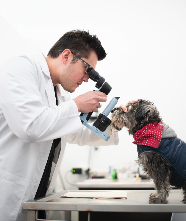 Oftalmología Veterinaria en Monterrey