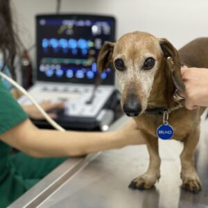 Cardiología Veterinaria en Monterrey